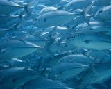Sipadan Trevally
