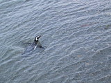 Ushuaia Penguin