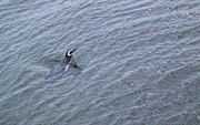 Ushuaia Penguin