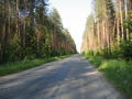 Forest Road