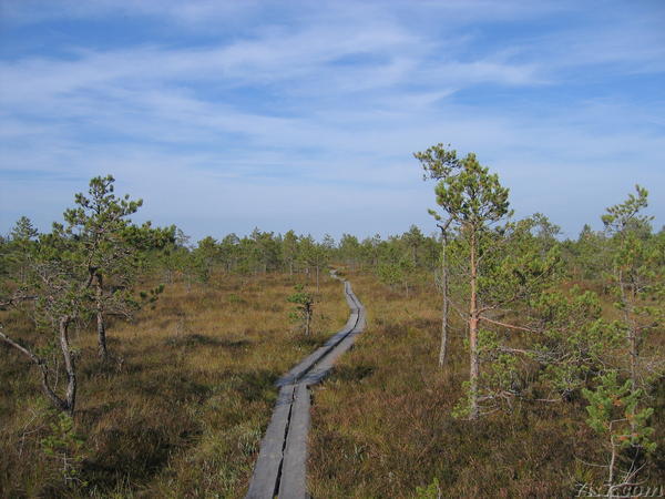 Walking path on planks through Meenikunno bog