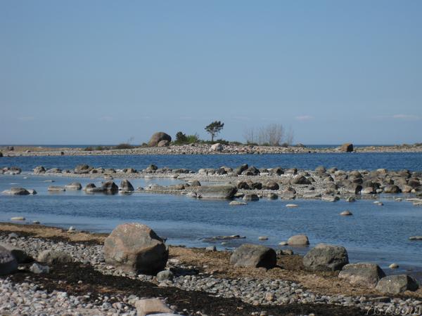 Purekkari Cape stonefield low tide