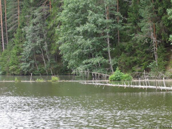 Trees fallen in the Saesaar reservoir