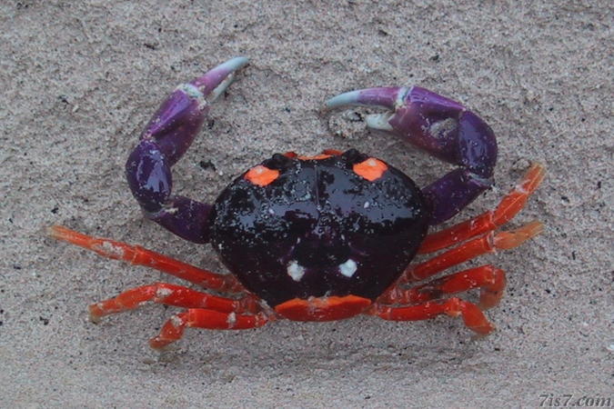 Isla Iguana Crab