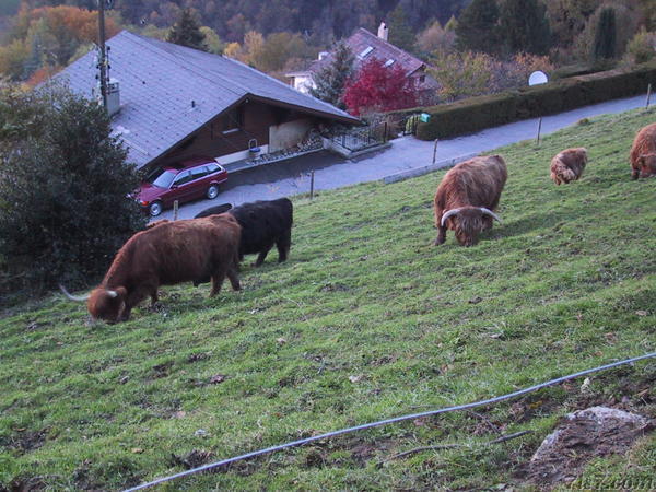 Swiss Cattle