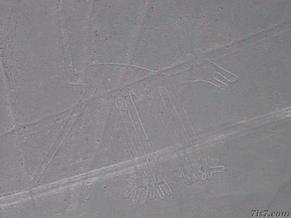 Nazca Lines Dog