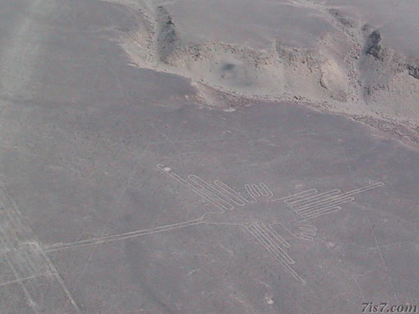 Nazca Lines Hummingbird