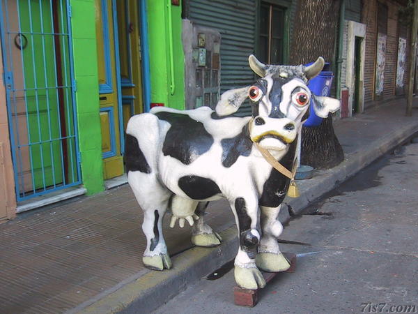 La Boca Cow