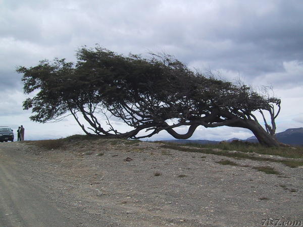 Tree Blown by Wind