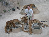 Otto with Tigers
