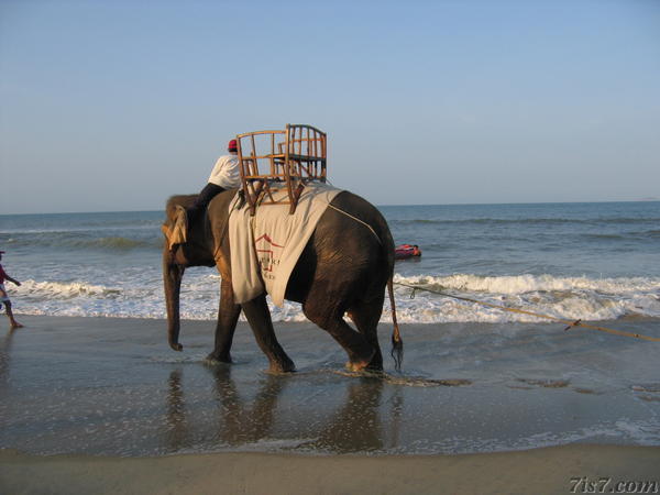 Elephant on Beach