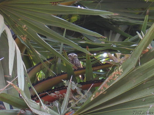 Owl in Palm Tree