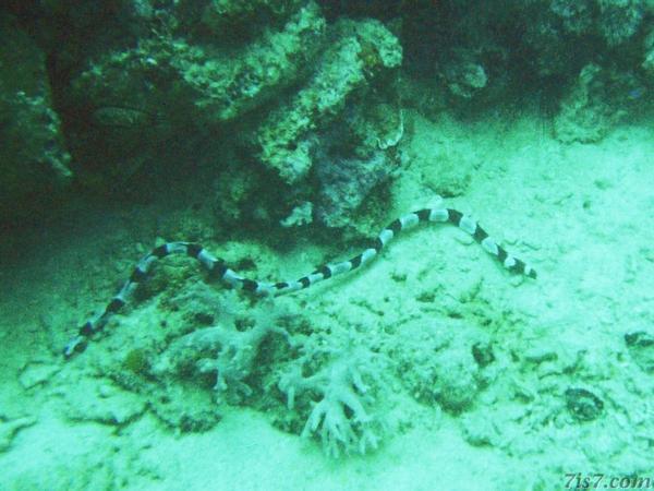 Highly Venomous Sea Snake