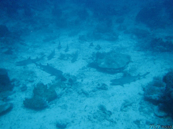 Group of Resting Sharks