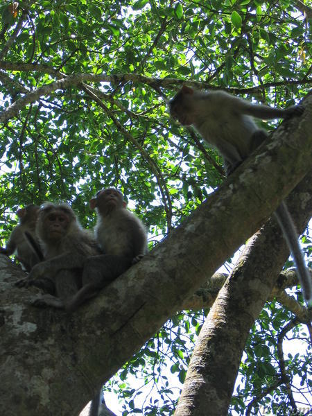 Monkeys (Macaques) in Tree