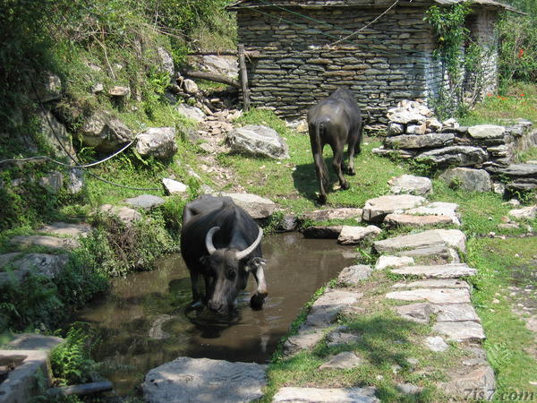 Water Buffaloes Along the Trail
