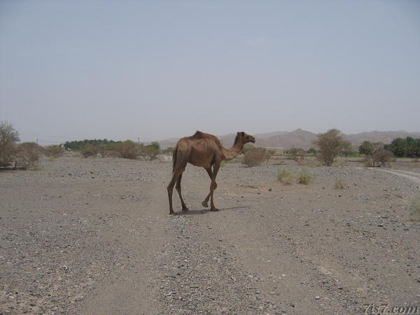 Lonesome Camel