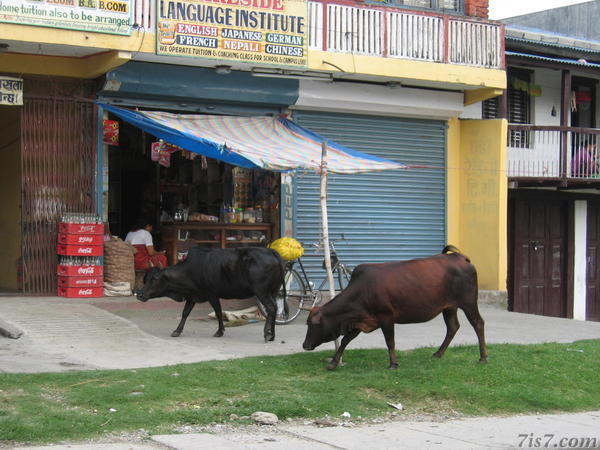 Cows on Street