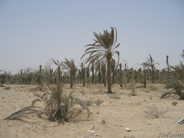 Dead Palm Trees