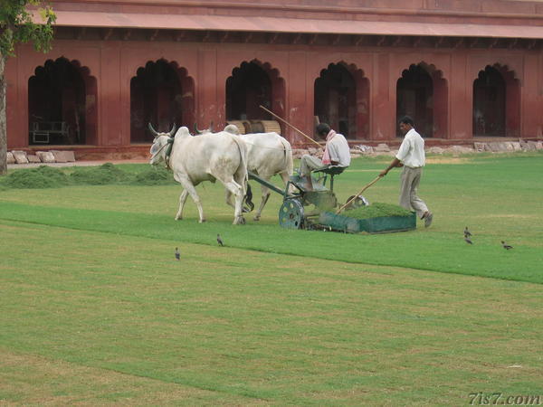 Taj Mahal Lawn Mower