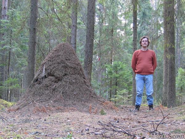 A human sized ant nest