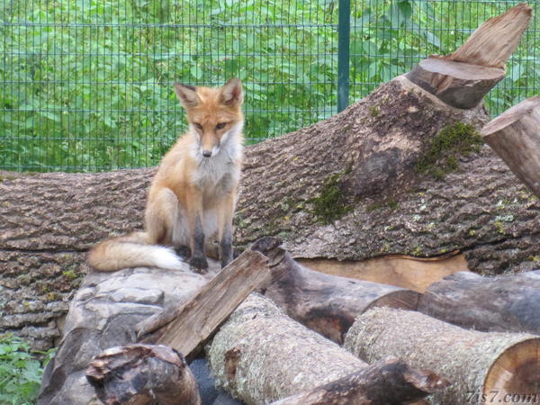Fox in Elistvere zoo