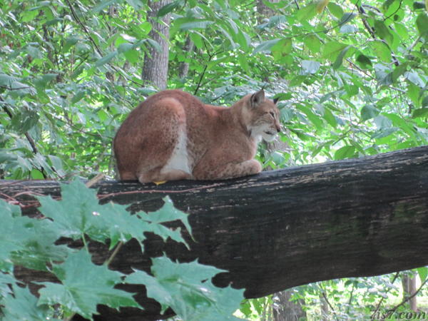 A lynx in Elistvere zoo