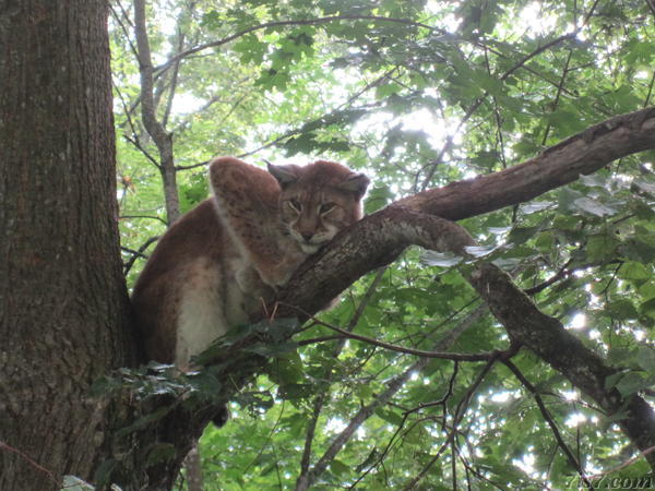 Another lynx in Elistvere zoo