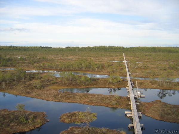 Boardwalk through the bog