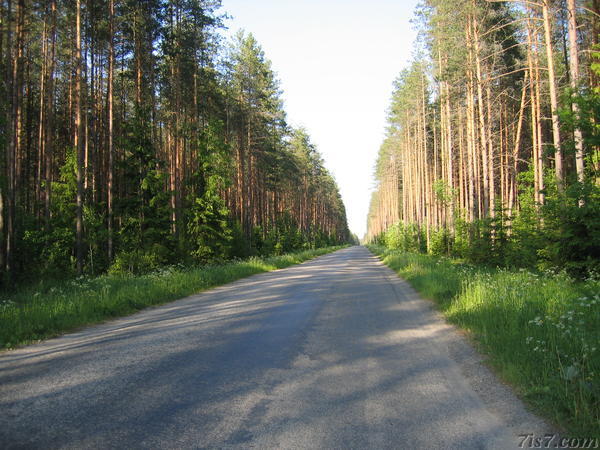 Estonian forest road