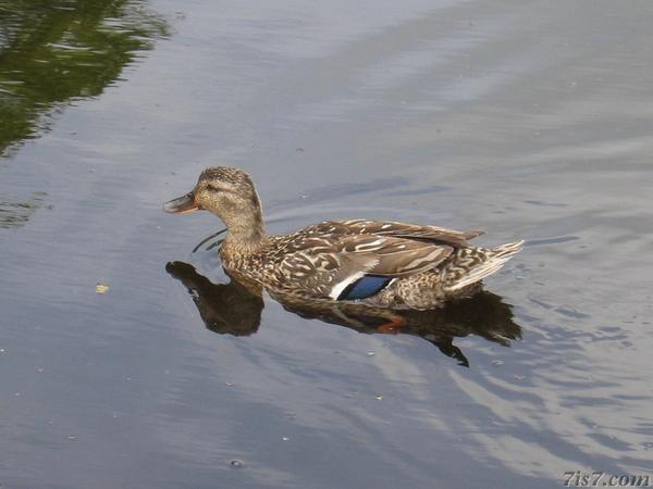 Duck with Estonian Flag