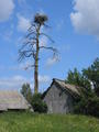 Stork Nest in Dead Tree