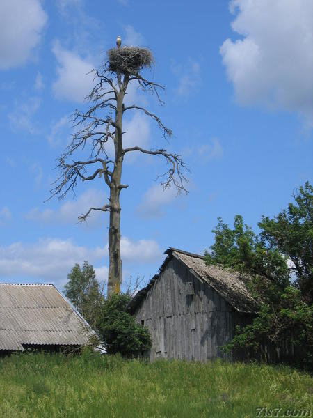 Stork nest on dead tree