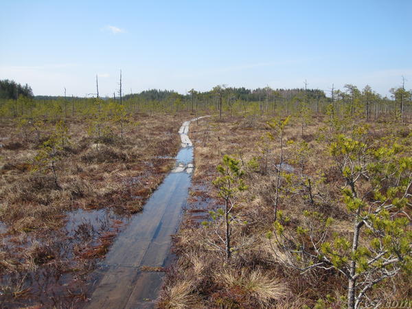 A flooded section of the walking path in Meenikunno bog