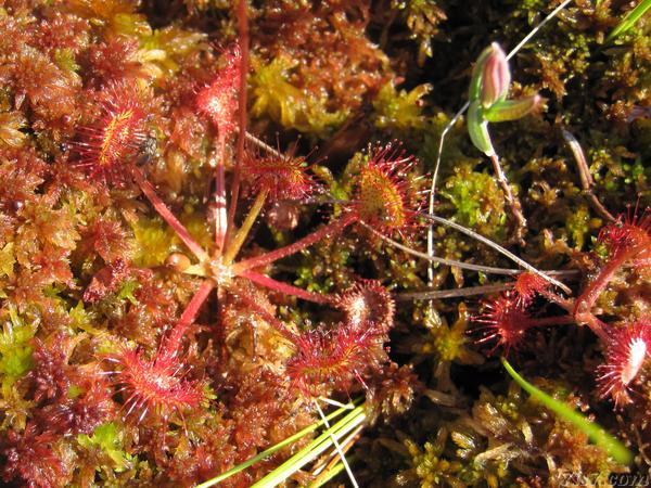 Sundew eating a fly