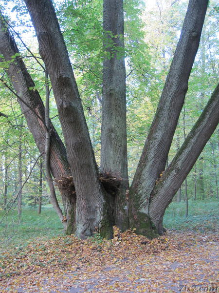 Five trees (Räpina)