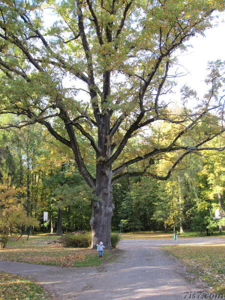 Large tree (Räpina)