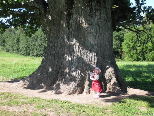 Tamme-Lauri Oak trunk