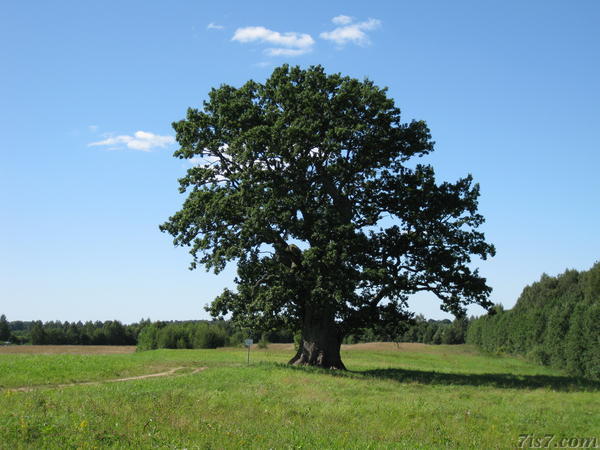 Tamme-Lauri Oak