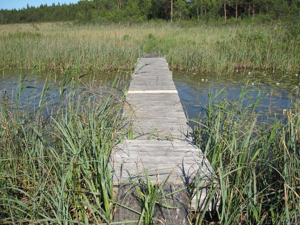 Wooden walking bridge in the bog
