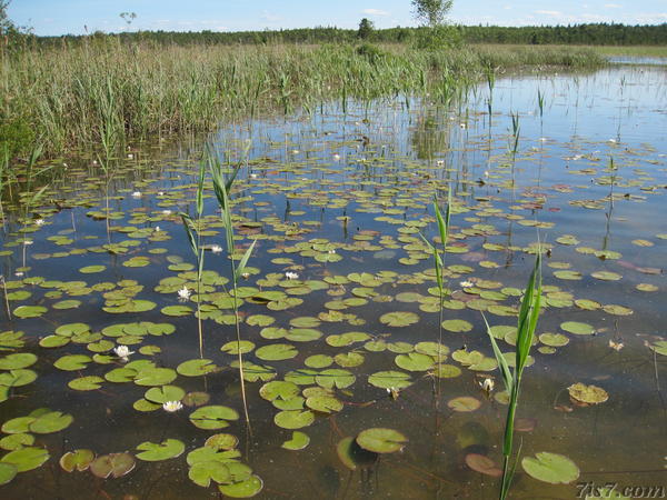 Valgejärv waterlilies