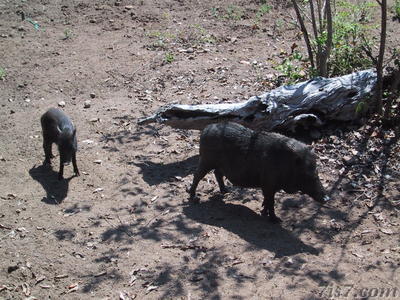 Komodo dragon food.