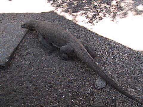 Komodo dragon seen from the restaurant