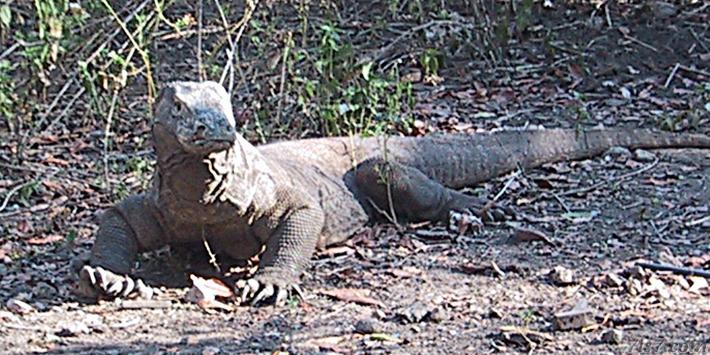 Komodo dragon looking at prey