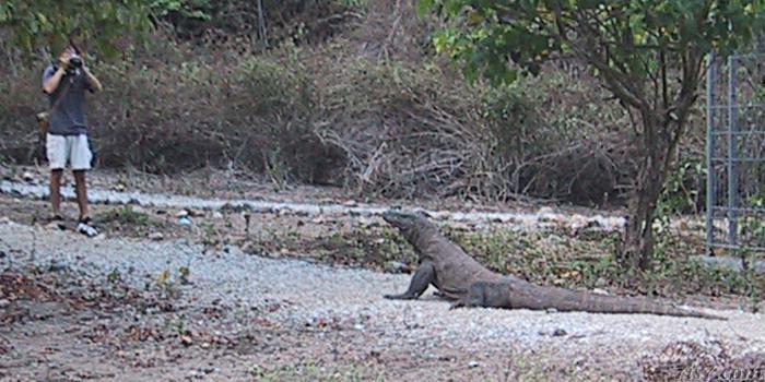Big Komodo dragon on walking path