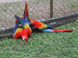 Guacamayas (Scarlet Macaws)