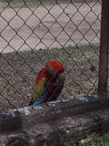 Solitary Guacamaya (Scarlet Macaw)