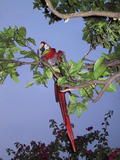 Chula in Tree
