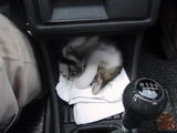 Dulcio Sleeping in Car
