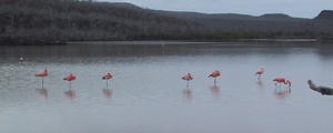 Flamingos Resting on One Leg